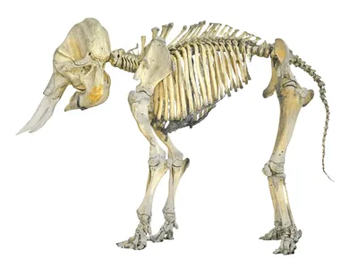 Скелеты животных HD 3D Модель $149 - .obj .unknown .max - Free3D