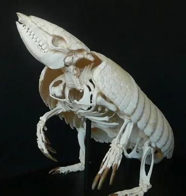 Животные скелеты иллюстрация штока. иллюстрации насчитывающей позвоночный -  81663535