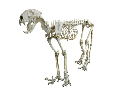 В Макарове нашли скелет неизвестного животного - Новости Сахалинской  области - astv.ru