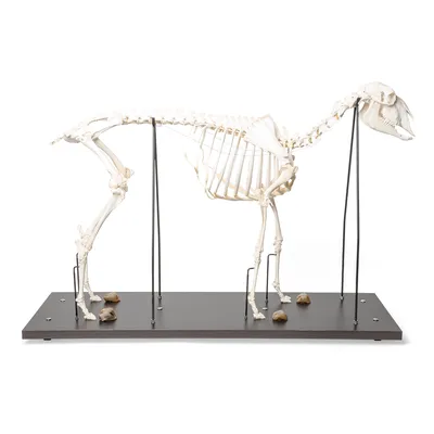 Животные скелеты иллюстрация штока. иллюстрации насчитывающей вихрун -  81900182