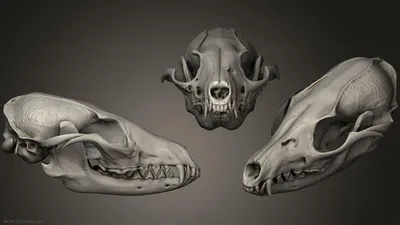 Скелет животного арт - 70 фото