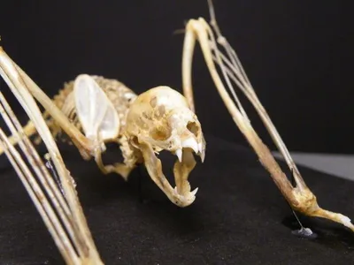 Скелеты животных HD 3D Модель $199 - .obj .unknown .max - Free3D