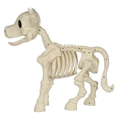 Скелеты животных в галерее палеонтологии и сравнительной анатомии в Париже  Редакционное Стоковое Изображение - изображение насчитывающей из,  ангстрома: 79545379