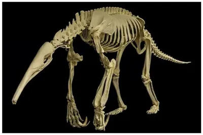 Скелет домашней овцы (Ovis aries), баран, препарат - 1021025 - T300361m -  Скелеты сельскохозяйственных животных - 3B Scientific