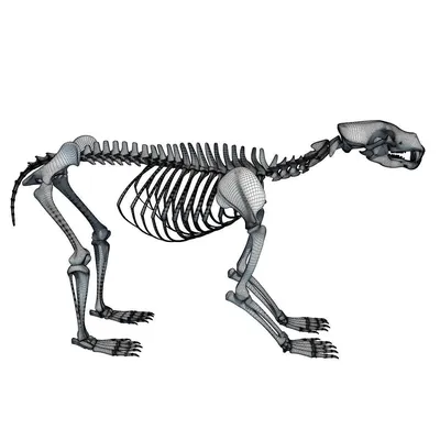 Сувенир Shop Скелеты животных | Skeleton | Рентген