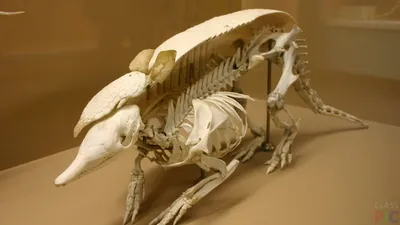 Как выглядят скелеты различных животных | Amazing Animals | Дзен