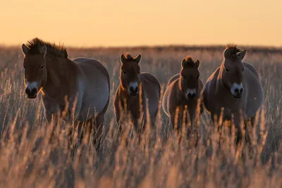 Сколько лошадей Вы видите на картинке с 3 ногами? 1. 2. 3. 4.... |  Интересный контент в группе Билеты ПДД онлайн 2024
