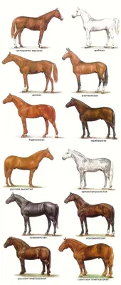 Восемь бегущих золотых лошадей, холст, картина с животными, художественные  постеры и принты, настенные художественные фотографии для гостиной,  украшения дома – лучшие товары в онлайн-магазине Джум Гик
