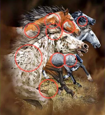 Сколько лошадей вы видите на картинке? Если вы какую-то не увидите, то  посмотрите еще раз - Рамблер/кино