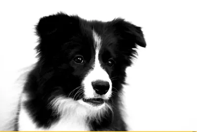 Назовите количество собак на картинке и узнайте свой психологический  возраст — ТЕСТ | Тесты по картинке | Дзен