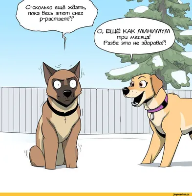 лабрадор :: собака / прикольные картинки, мемы, смешные комиксы, гифки -  интересные посты на JoyReactor / новые посты