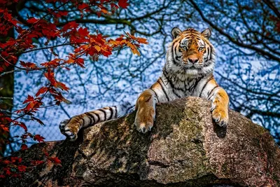 Купить Портрет грозного саблезубого тигра за 338 руб.