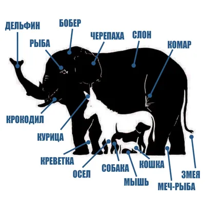 Сколько животных изображено на рисунке со слоном? | ВАШАКОМНАТА.РФ интернет  магазин мебели | ВКонтакте