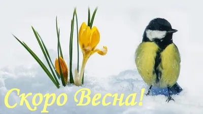 Скоро весна... | Пикабу