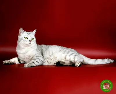Скоттиш-страйт (Шотландская прямоухая кошка): фото, окрасы, характер,  описание породы | WHISKAS®