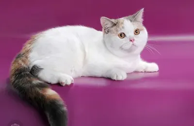 Скоттиш-страйт или Шотландская короткошерстная кошка » Kuguarlend