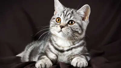 Шотландские котята питомника «Color Richness»🐱 Скоттиш-страйт и скоттиш -фолд