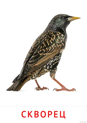 Обыкновенный скворец - European Starling. Photographer Etkind Elizabeth