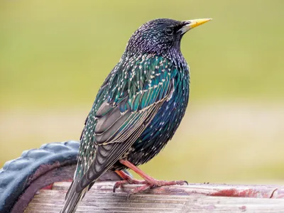 Скворец обыкновенный (Sturnus vulgaris)