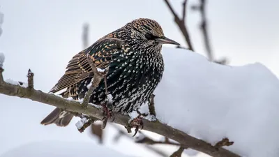 Зимние песни скворцов. Sturnus vulgaris. | BirdWatch.by