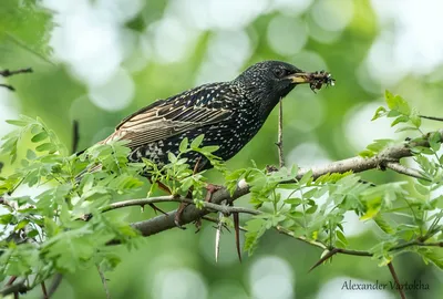Starling | Starling - Sturnus vulgaris - Скворец Russia, Mos… | Flickr