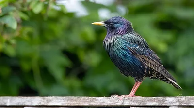 Обыкновенный скворец - European Starling | Photo, Starling, Bird