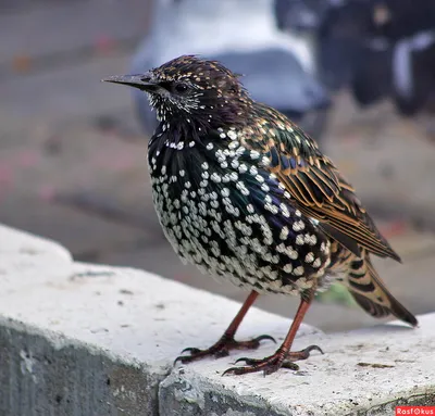 Обыкновенный скворец - European Starling. Photographer Etkind Elizabeth