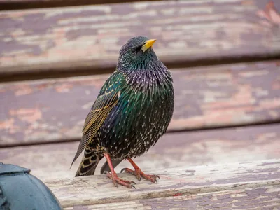 Скворец (Sturnus vulgaris). Птицы Европейской России.