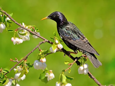 Белогрудый скворец - eBird