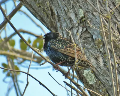 Скворец (Sturnus vulgaris). | Занято! Дом полон детей. | Flickr