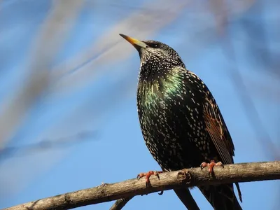 Зимние песни скворцов. Sturnus vulgaris. | BirdWatch.by