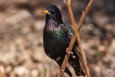Обыкновенный скворец - European Starling. Photographer Etkind Elizabeth