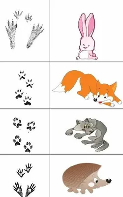 Рисунок следов диких животных (34 фото) » рисунки для срисовки на  Газ-квас.ком