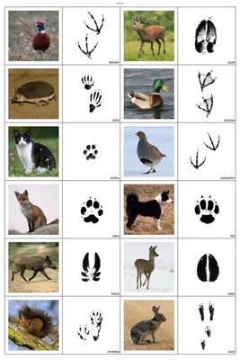 Лучшие идеи (100) доски «дикие животные» | дикие животные, животные, дикие