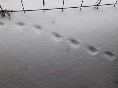 След кошки или лап собаки на снегу. Забота о животных в зимний холод  Стоковое Фото - изображение насчитывающей лапка, лисица: 205033742