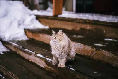 Следы кошки на снегу на ступени» — создано в Шедевруме