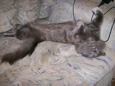Когда у кошки грация картошки | Кошка.ru | Дзен