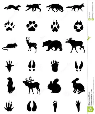California Mammal Clip Art | Картинки: Следы животных для детей | Animal  outline, Animal line drawings, Animal silhouette