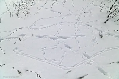 Следы на снегу