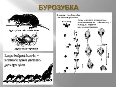 Следы Птиц В Снегу — стоковые фотографии и другие картинки Птица - Птица,  Снег, Ступеньки - iStock