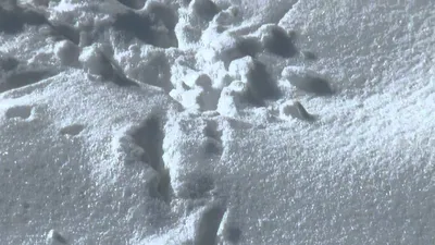 Следы птиц в снегу. Следы принадлежат голубю. Голодные птицы в снег в  поисках еды Стоковое Изображение - изображение насчитывающей замерзано,  вихрун: 212971479