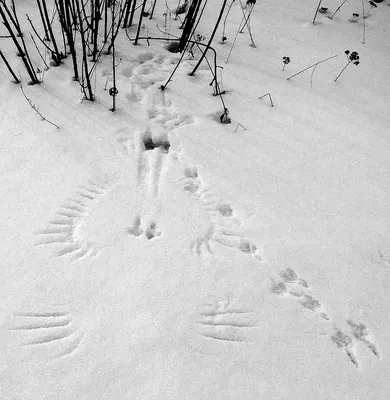 Следы птиц на снегу. Ворона - YouTube