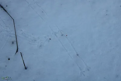 Определить принадлежность следов на снегу предлагают сотрудники нацпарка  «Себежский» : Псковская Лента Новостей / ПЛН