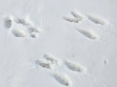 Следы голубей на снегу картинки - 44 фото