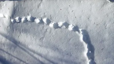 Следы на снегу от двух птиц …» — создано в Шедевруме