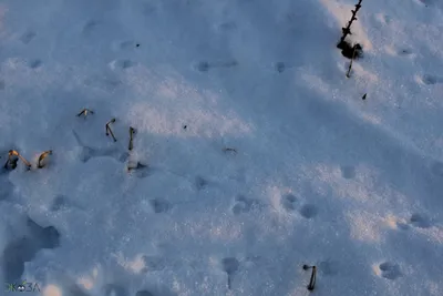 Тест: угадай животное по его следу на снегу — ЯСИА