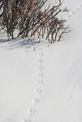Следы животных на снегу, на земле, след зверей, фото, картинки для детей
