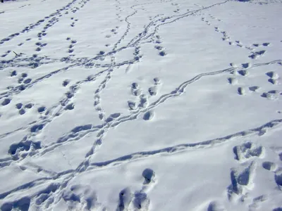 Фото Следы людей и птиц на снегу - УНИАН