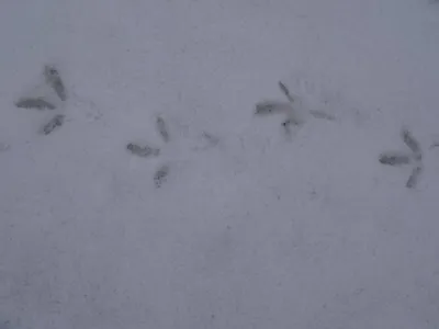 Следы на снегу: как считают зверей в заповеднике - Зима - info.sibnet.ru