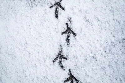 Снежные тоннели: причудливые следы птиц заметили в лесу в Челябинской  области